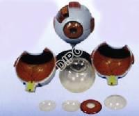 Oko - 6x zvětšený model