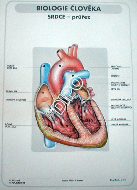 Biologie člověka - srdce průřez