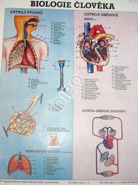 Biologie člověka-Ústrojí dýchací a oběhové