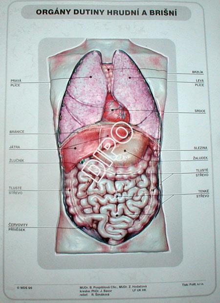 Biologie člověka - Orgány dutiny hrudní a břišní