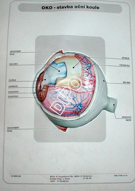 Biologie člověka - Oko - stavba oční koule