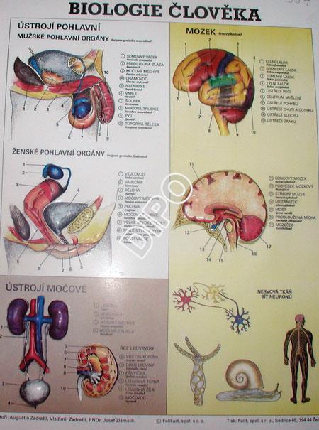 Biologie člověka-Ústrojí pohlavní, močové,mozek
