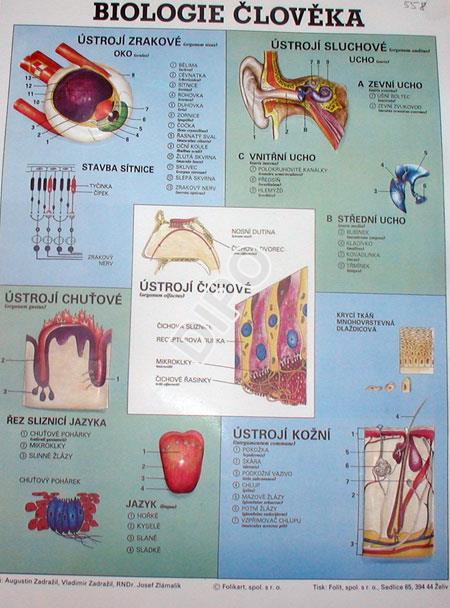 Biologie člověka - smyslová ústrojí