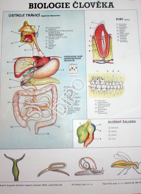 Biologie člověka - ústrojí trávicí