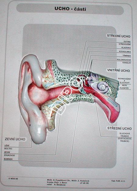 Ucho - části