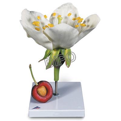 Květ třešně s plodem (Prunus Avium)