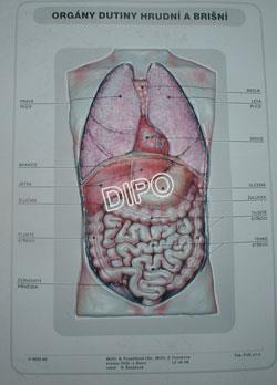 Biologie člověka - Orgány dutiny hrudní a břišní