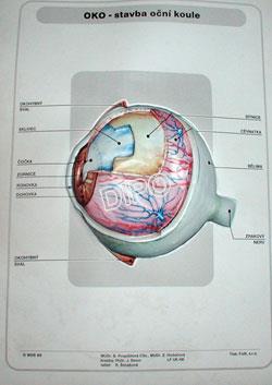 Biologie člověka - Oko - stavba oční koule